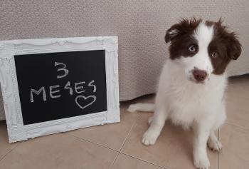 Tabla De Crecimiento De Cachorros Donna Border Collie Hembra