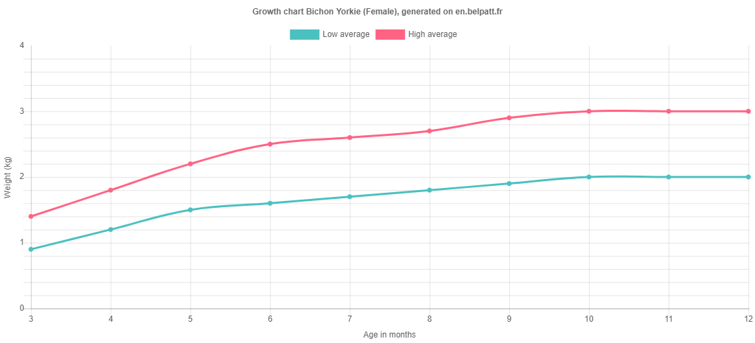 Growth chart Bichon Yorkie female