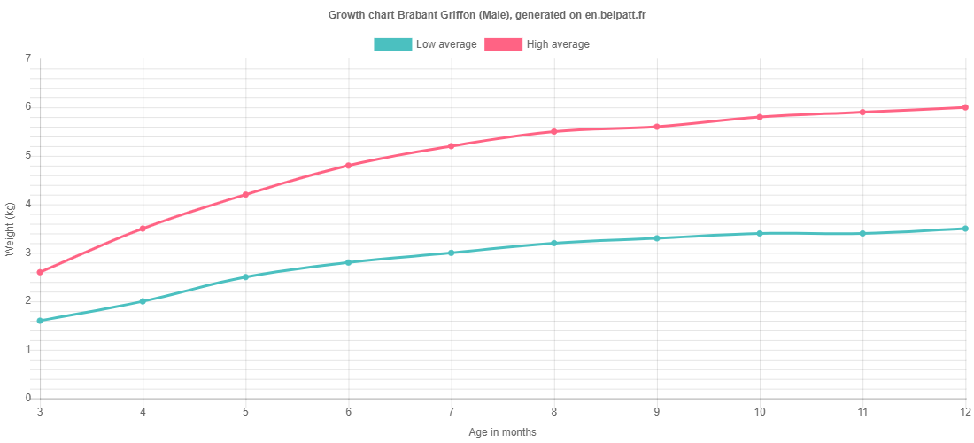 Growth chart Brabant Griffon male