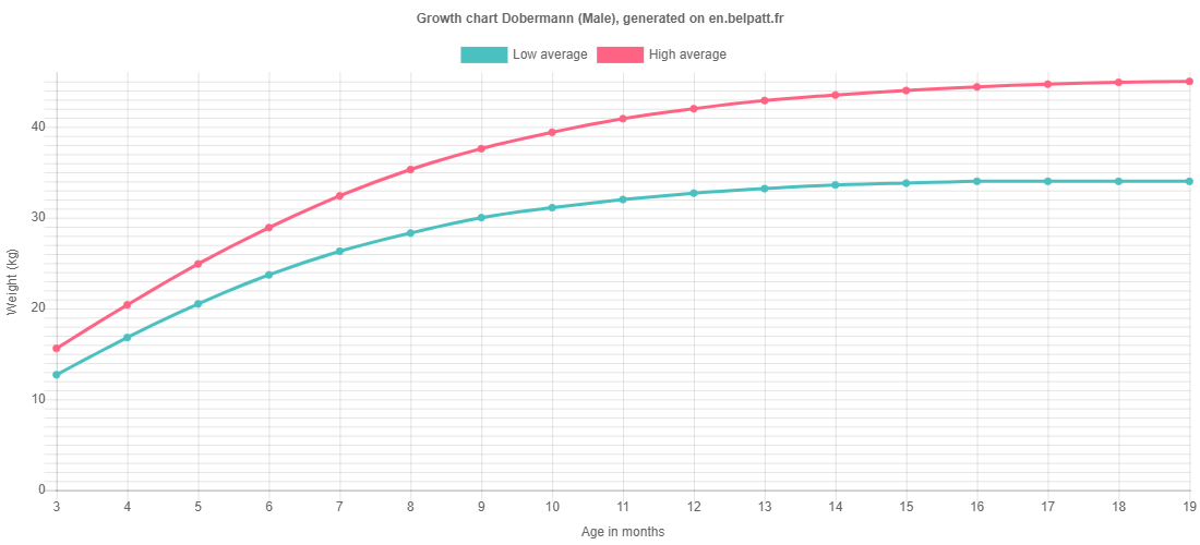 Growth chart Dobermann male