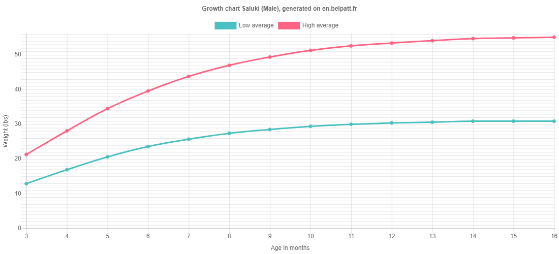 Growth chart Saluki male