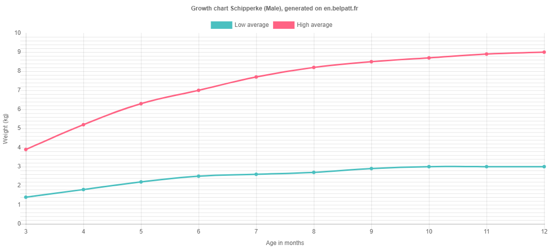 Growth chart Schipperke male