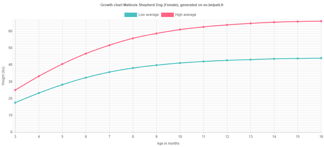 Growth Malinois Shepherd Dog Puppy weight chart Malinois Shepherd Dog