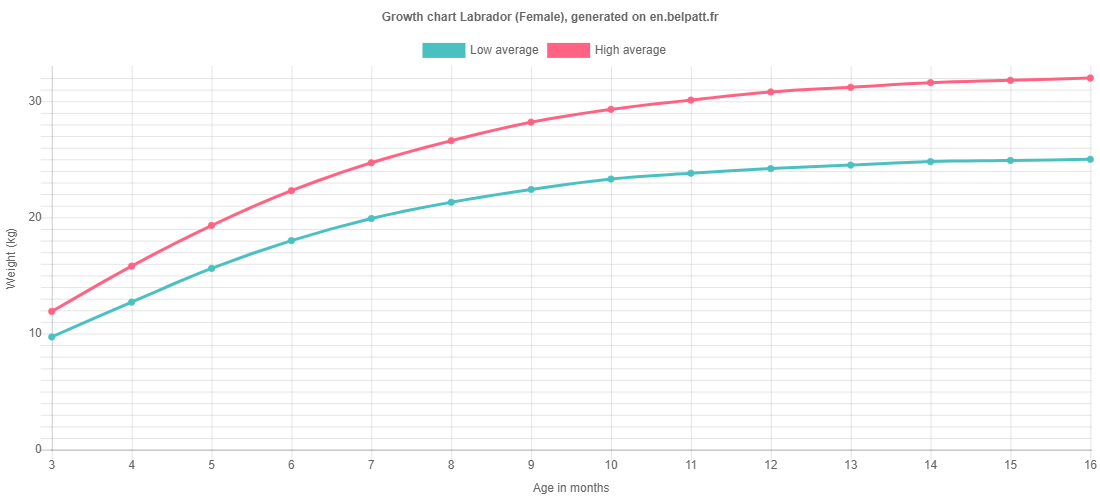 how much should a labrador weigh at 8 weeks