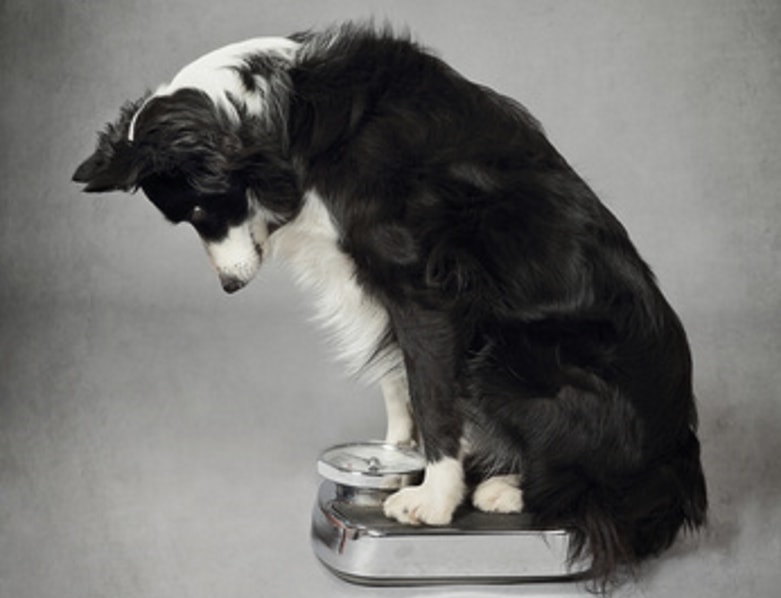 tabla de peso del perro