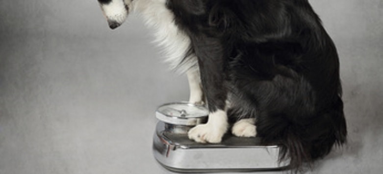 Gewichtskurve des Hundes