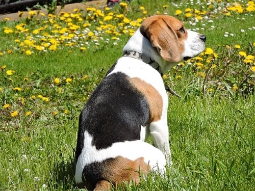 Curva de peso Beagle