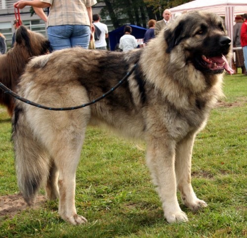 Tabella del peso del cane Pastore jugoslavo