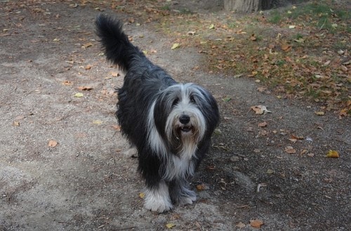 Tabella del peso del cane Bobtail