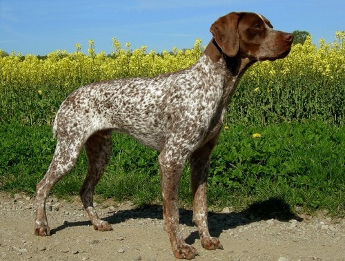 Dog weight chart French Shorthaired Pointer