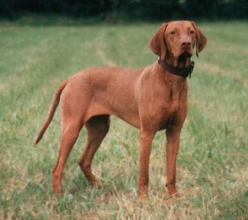 Dog weight chart Hungarian Short Haired Pointer