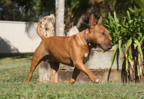 Courbe de poids chien Bull Terrier