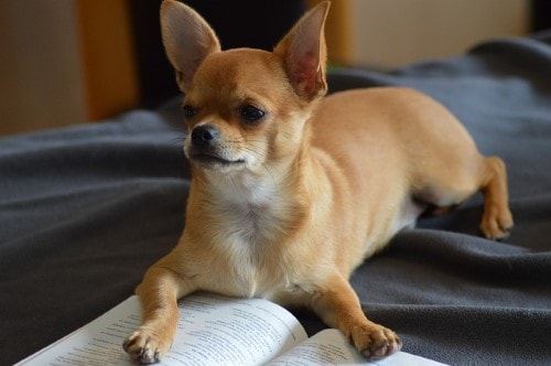 Courbe de poids chien Chihuahua