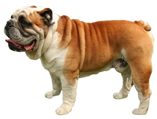 Courbe de poids chien Dogue Anglais
