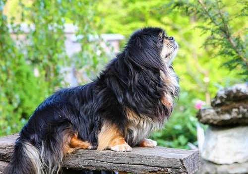 Tabella del peso del cane Tibetan Spaniel