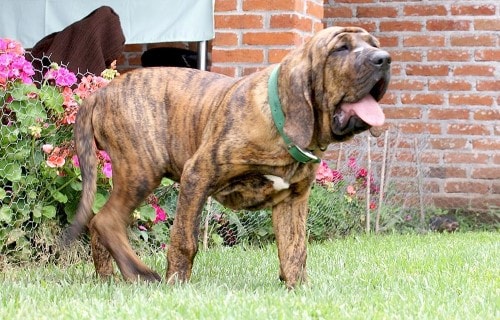 Tabella del peso del cane Fila brasileiro