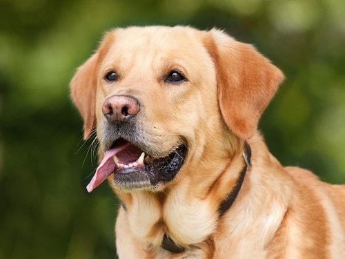 Hundegewichtstabelle Labrador Retriever