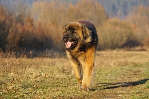 Tabella del peso del cane Leonberger