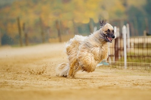 Hundegewichtstabelle Afghanischer Windhund