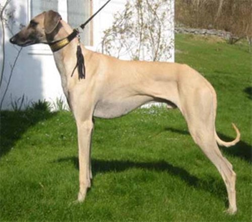 Hundegewichtstabelle Sloughi (Arabischer Windhund)