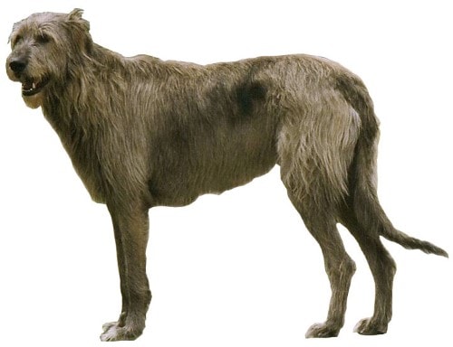 Curva del peso Irish wolfhound