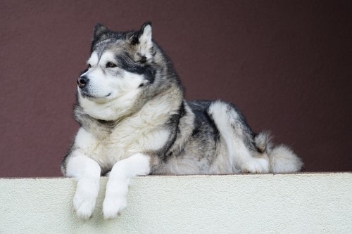 Tabla de peso del perro Malamute De Alaska