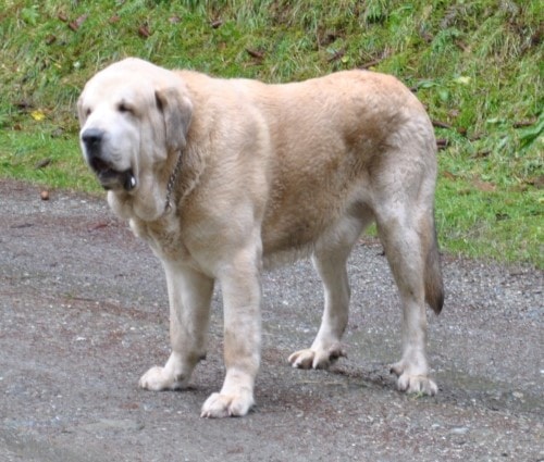 Dog weight chart Spanish Mastiff