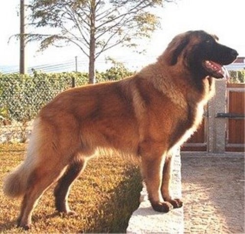 Gewichtskurve Estrela Berghund