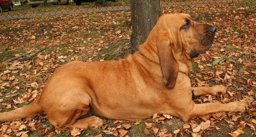 Curva del peso Bloodhound (chien de sainthubert)