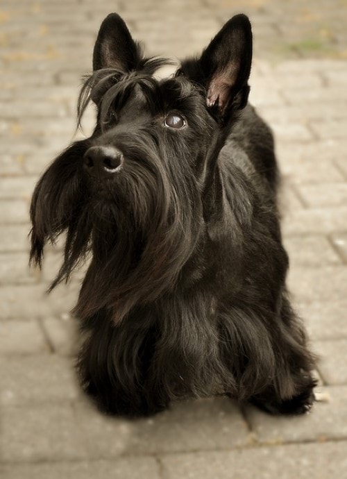 Hundegewichtstabelle Scottish Terrier