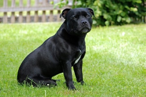 Courbe de poids Staffordshire Bull Terrier