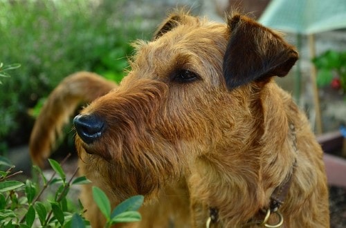 Tabella del peso del cane Irish Terrier