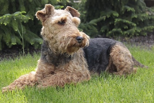 Tabella del peso del cane Welsh Terrier