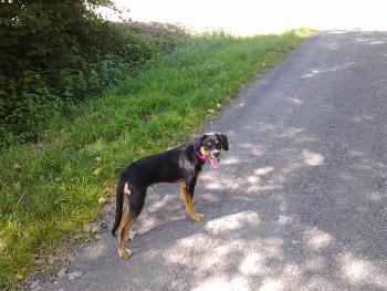 LUNA, Beauceron