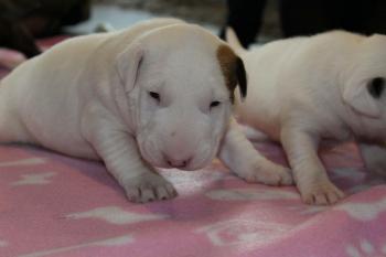 Body, Bull Terrier