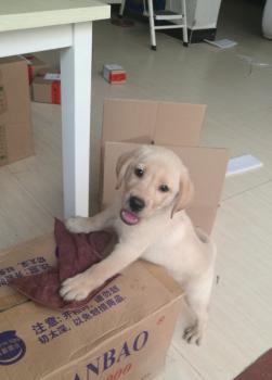 Snoopy, Labrador
