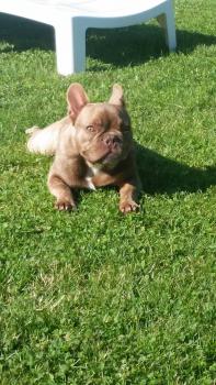 Moka, Bulldog Francés