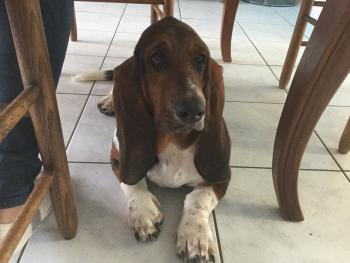 Mammouth, Basset Hound