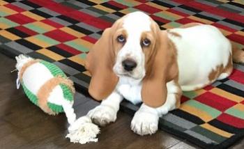 Merry Christmas, Basset Hound
