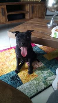 NESSIE, Staffordshire Bull Terrier