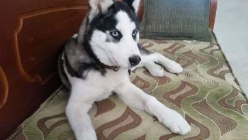 ice, Husky Siberiano