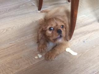 Oxford, Cavalier King Charles Spaniel