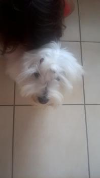Choco, Cotón De Tulear