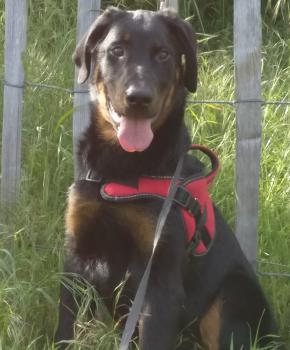 Beliyaal, Beauceron