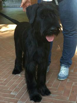 etrusko, Schnauzer Gigante