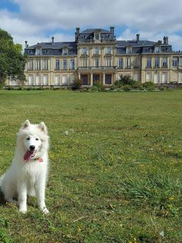 Nala, Samoyedo