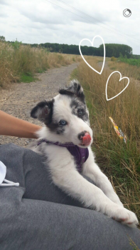 Naïka, Border Collie