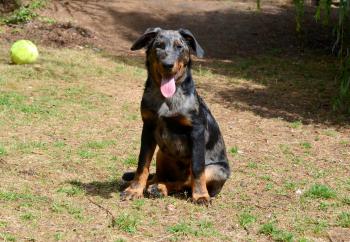 Narcos, Beauceron