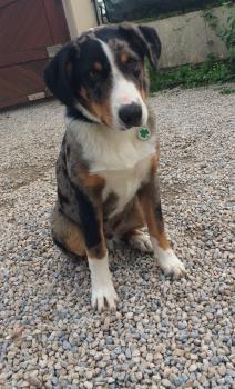 Elvis, Beauceron