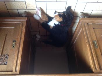 Samy, Boyero De Berna